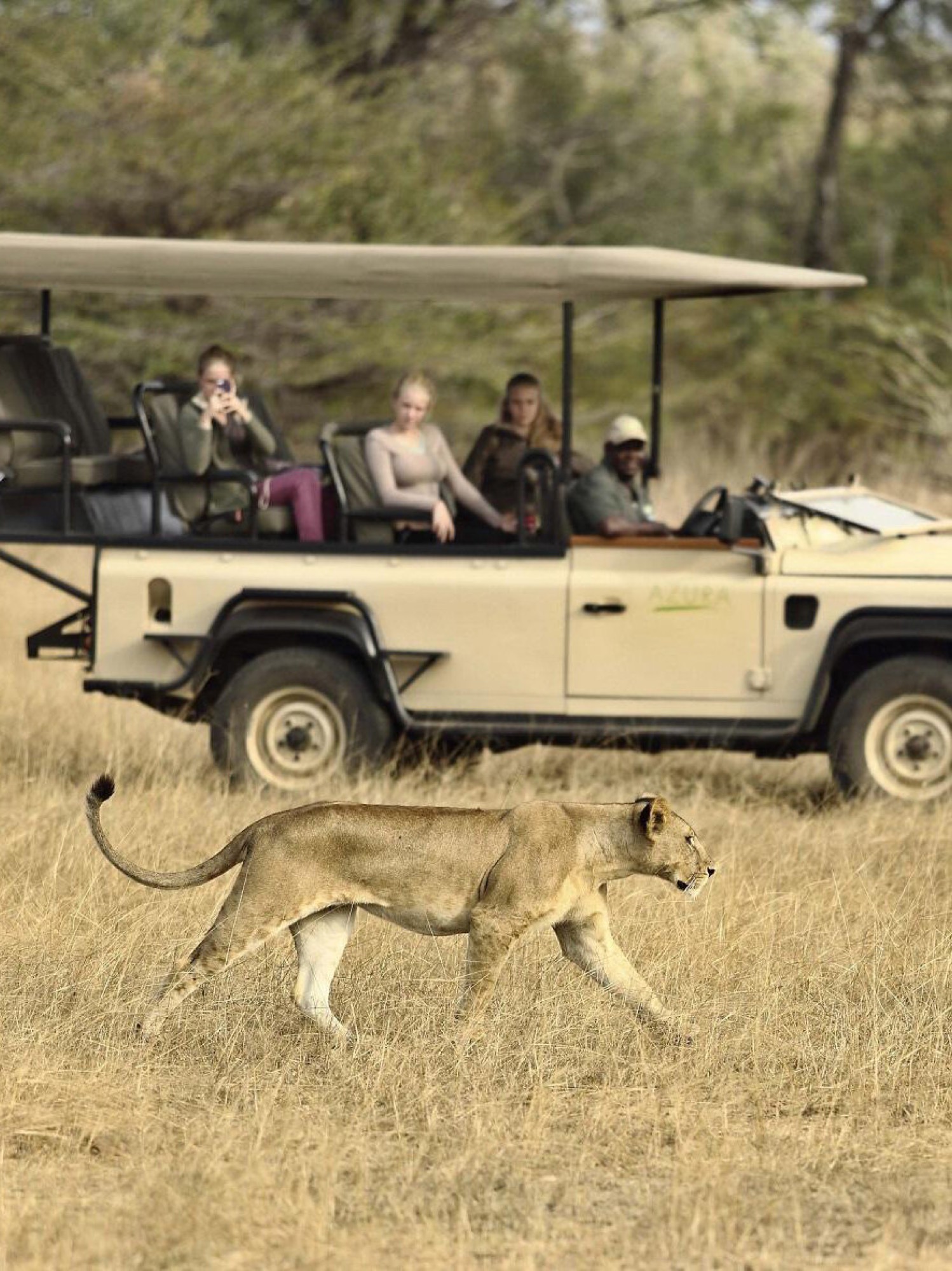 Family on safari watching lion.